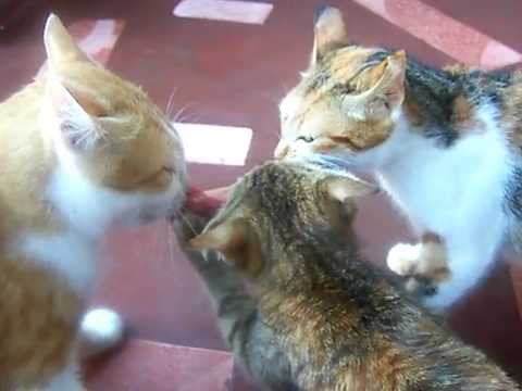 Katzen streiten sich ums Fleisch
