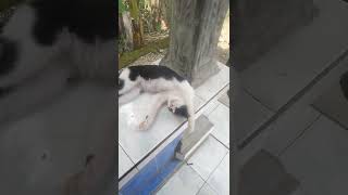 Pamer Ketek