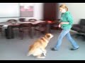 Jack the dog in the shelter "Animal Friend"