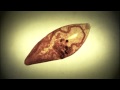 Parasites Invade Lungs