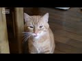 Ultimate Funny Cats Compilation - Best Moments