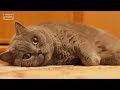 Ultimate Funny Cats Compilation - Best Moments