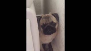 Suçlu Köpek Masumiyeti- Guılty Dog