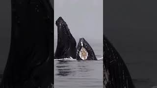 Moment When A Humpback Whale Emerges From The Water