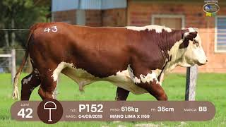 LOTE 42, 43 | Remate Braford Estância do Sossego 2021