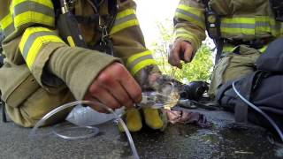 Пожарный Спас Котёнка