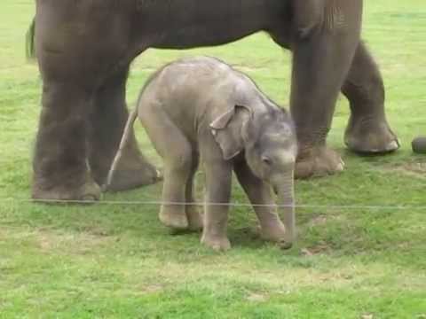 Cute baby elephant's first steps -and steps on his trunk!