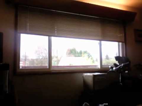 My cat Eisenhower talking to a cat outside the window. What a moron.