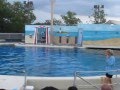 sea lion show fish factor six flags great adventure animal trainers 2013