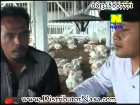 usaha ternak babi ternak ayam negri