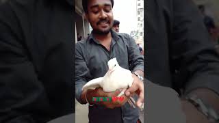কবতরর হট বজর ঘর ফর
