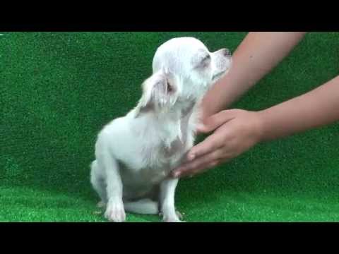 Чихуахуа Chihuahua 1/10