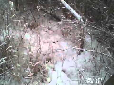Ловушка для фазана на видео