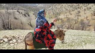 Heavy Women Donkey Riding Hardworking Donkey