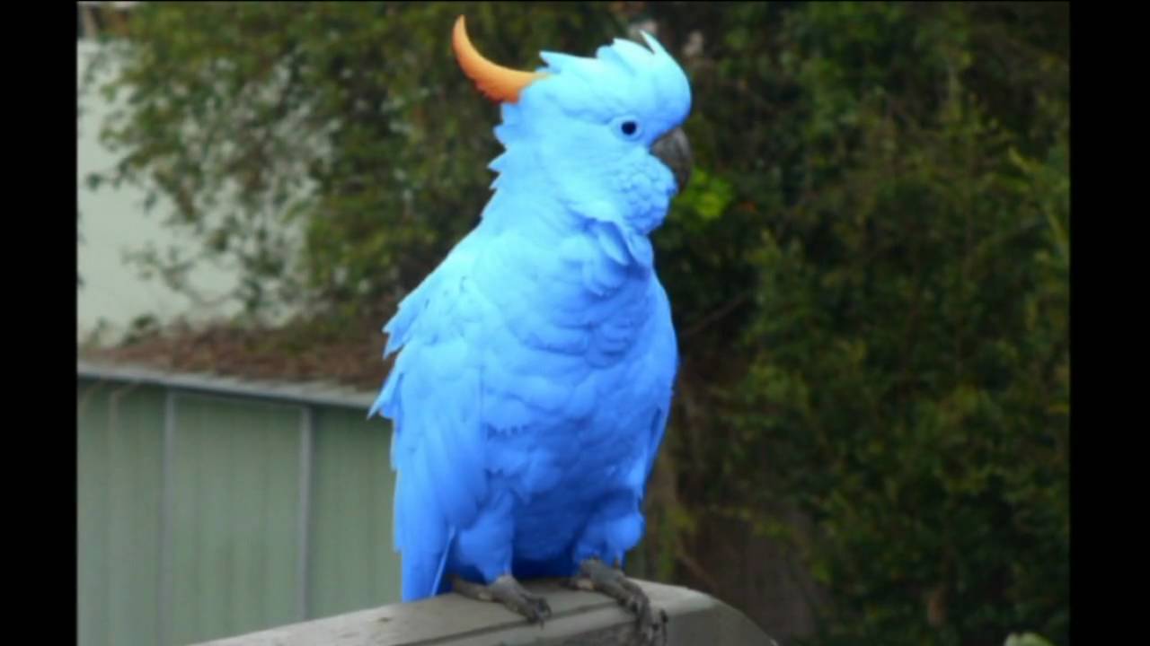 Rare Blue Cockatoo Discovered - YouTube