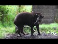 BRAZILIAN TAPIR with five legs at Melbourne zoo - Australia