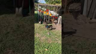 Apbt Gamebbred Pup 5Months Old