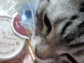 アメショのコテツ チェック入りまーす☆