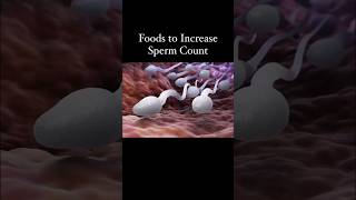 Foods To Increase Sperm Count