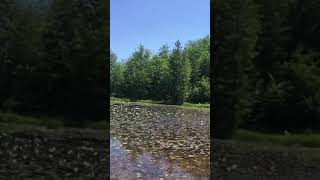 Liqeni I Luleve-Lure