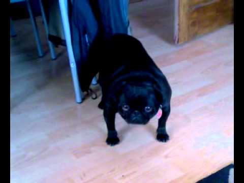 how to clip a pugs nails try to trimming pug nails videolike how to clip a pugs nails try to trimming pug nails videolike