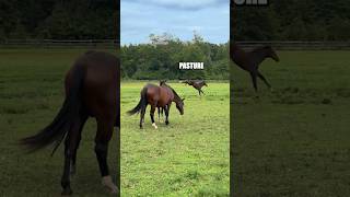 Pasture Bedtime 14.1Handshigh Tt
