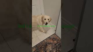 Dog Vs Vacuum