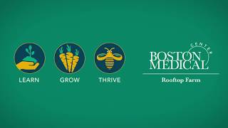 Rooftop Farm Container Planting – Our Favorite Vegetables