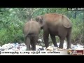 Elephants Search Their Food In Garbages Due To Disaster Of Elephants Search Their Food In Garbages Due To Disaster Of