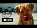 White God Movie CLIP - Dog Pack (2014) - Drama HD