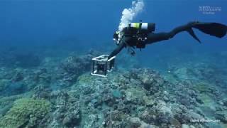 3D Coral Reefs