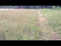 wheat