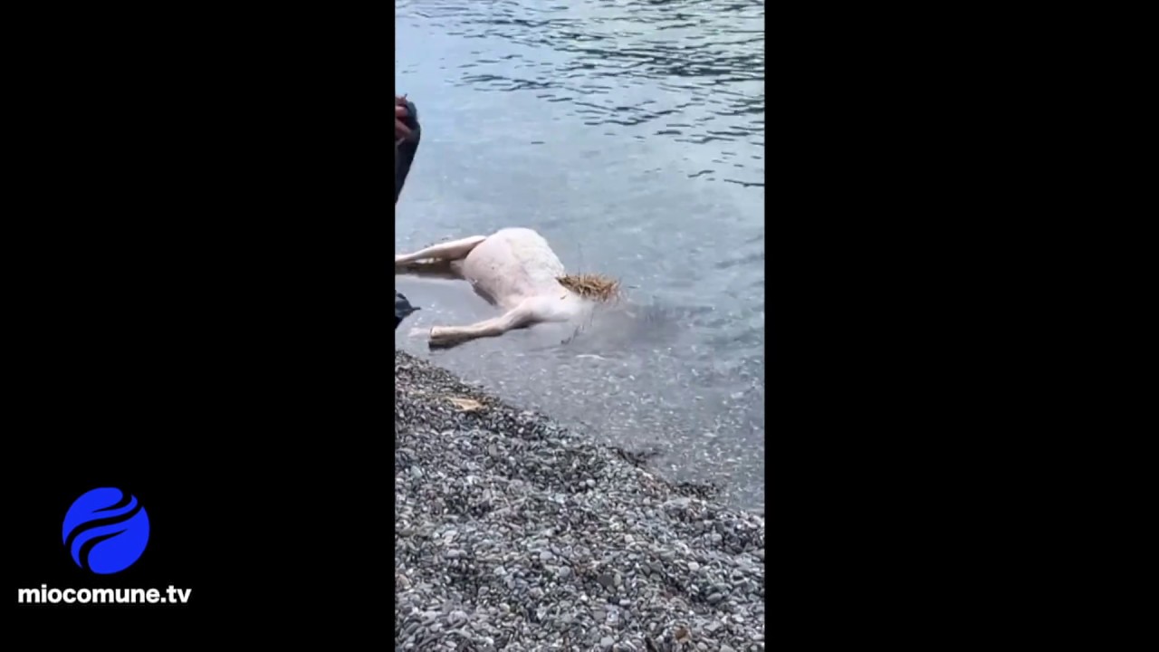 Pecora recuperata a riva a Praia a Mare