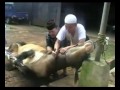 image Cara Potong Kurban Sapi Untuk Lansia