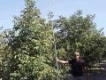 ΤΙΝΑΓΜΑ ΚΑΡΥΔΙΑΣ ΣΑΡΓΙΩΤΗΣ ΒΑΣΙΛΗΣ
