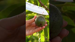 Chocolate Pudding Fruit Cutting Black Sapote Asmr