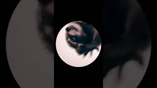 Pedro Pedro Raccoon (Bemax Remix)