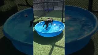 Meet Simper A Terrier Pit Bull Currently Available For Adoption 6202022 25934 Pm
