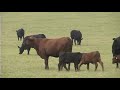 Brangus - The Breed that Will Do More, Part I
