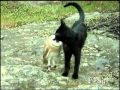 Cat and owl playing - Fum & Gebra - Perfect friendship!