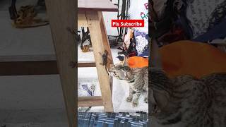 Cat Kiran Masti With Rat