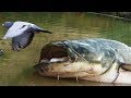 Fique longe desses Peixes - Os peixes mais Perigosos do Mundo