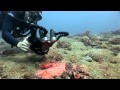 SchoenerTauchen: Tipps & Tricks für Makro/Muck-Tauchen von Critters@Lembeh (HD)