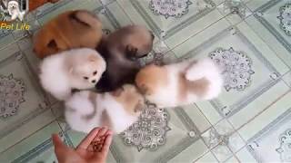 Baby Dogs | Cute and Funny Dog Videos Compilation 2019| PET LIFE #6