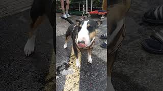 Rocko Miniature Bull Terrier