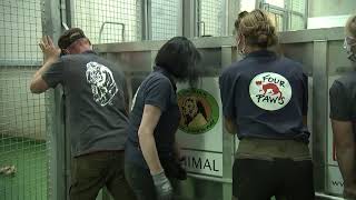 🐯#InternationalTigerDay🧡: Sahib&Jill at TIERART | FOUR PAWS | www.four-paws.org