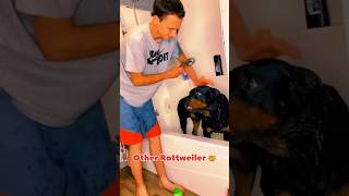 Wait For My Rottweiler