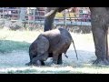 Lovely baby elephant dancing