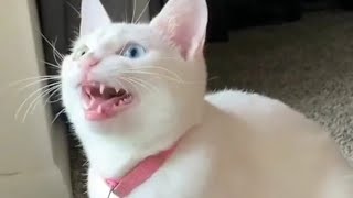 Cat Singing Aaaaaa Funny Tiktok Cat