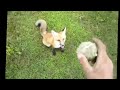 apprivoiser un fennec